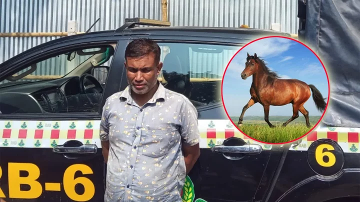 সাতক্ষীরায় গরুর নামে বিক্রি হচ্ছে ঘোড়ার গোস্ত!